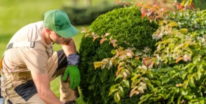 Giovane uomo in tenuta da giardino e guanti inchinato davanti a degli arbusti