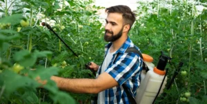 Giovane uomo moro con barba e camicia a quadri utilizza nebulizzatore a zaino tra alte piante di pomodori